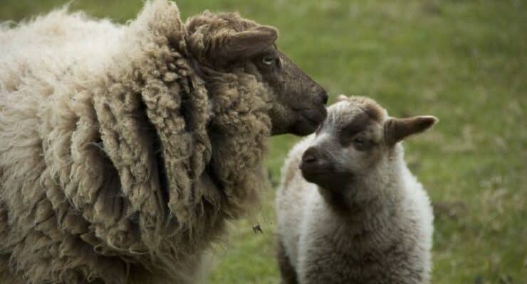 Ewe and lamb Belmonte