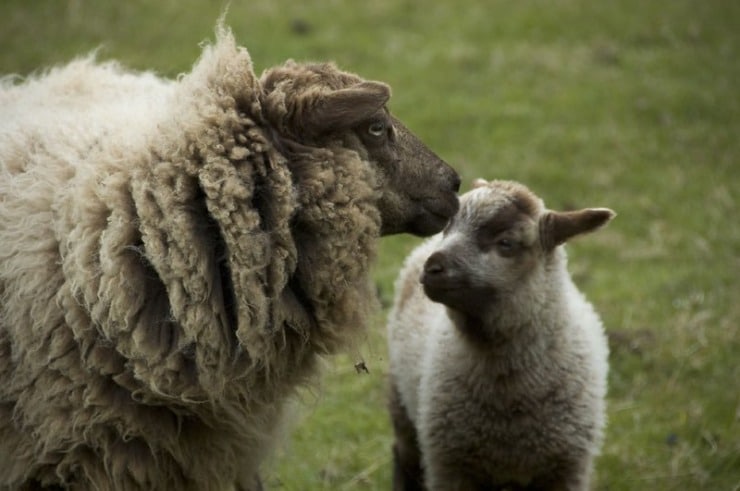 Ewe and lamb Belmonte