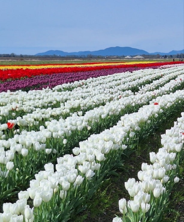 Bethany tulip rows