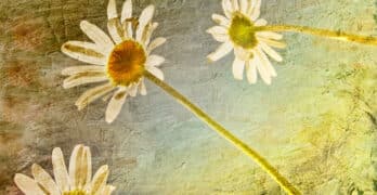Daisies Patricia Clark