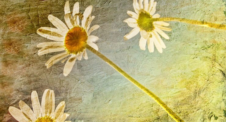 Daisies Patricia Clark