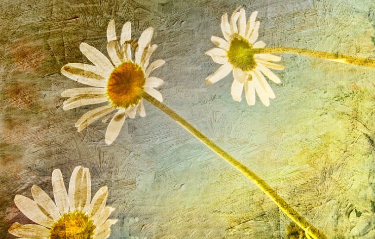 Daisies Patricia Clark