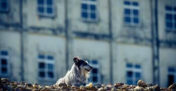Dog in rubble World War II