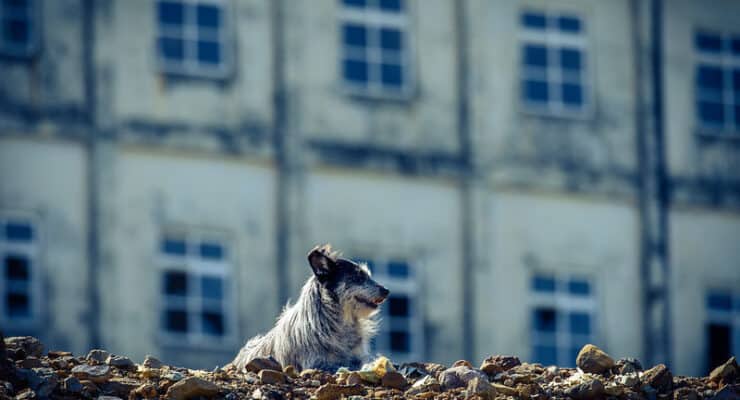 Dog in rubble World War II