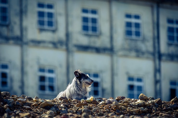 Dog in rubble World War II