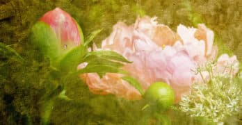 Peony Beyond the Pane Barkat