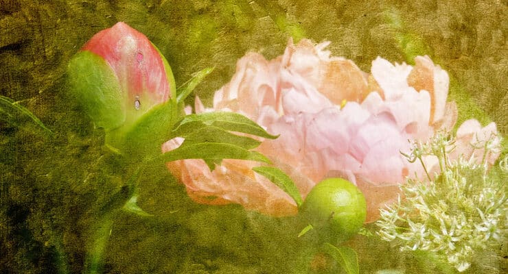 Peony Beyond the Pane Barkat