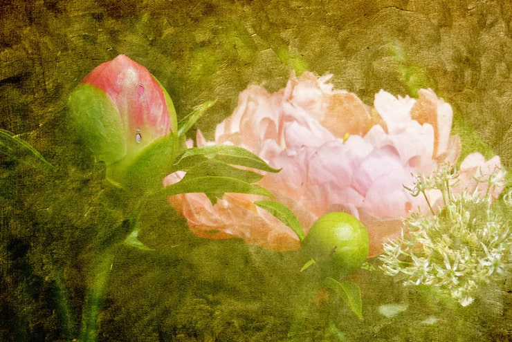 Peony Beyond the Pane Barkat