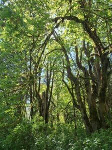 bethany green trees forest