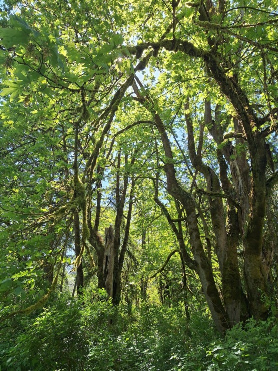 bethany green trees forest