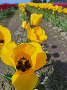 bethany yellow tulip row