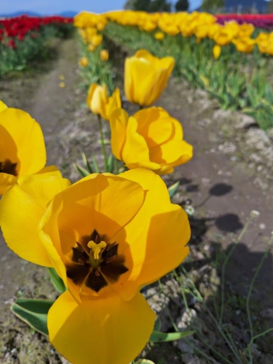 bethany yellow tulip row
