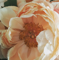 peonie