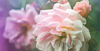 pink flower open