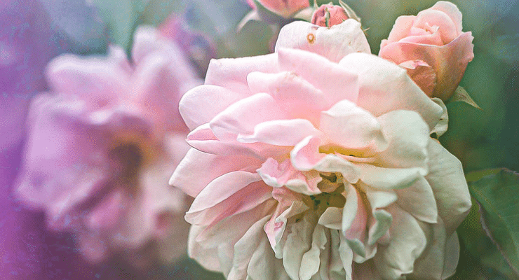 pink flower open