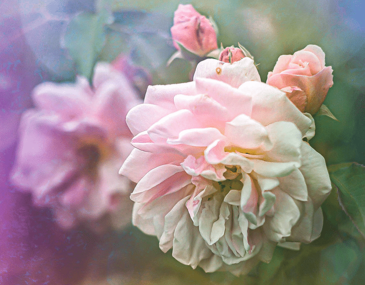 pink flower open
