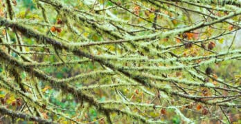 Mossy branches fireside poets