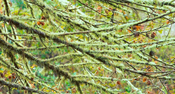 Mossy branches fireside poets