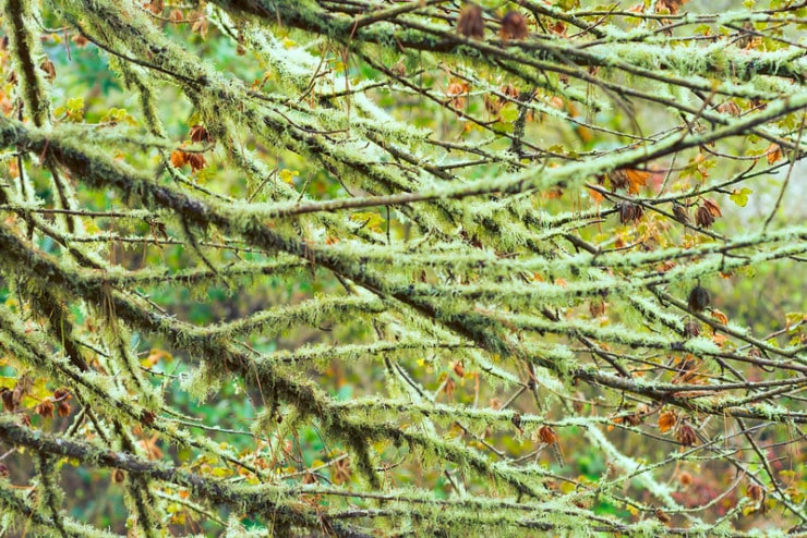 Mossy branches fireside poets