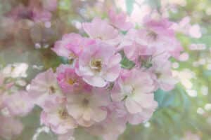 Roses Plath Sarah Ruden