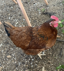 chicken named matilda