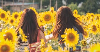 girls in sunflowers Weingard