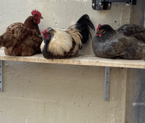 three chickens on shelf
