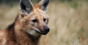 Maned wolf Stern