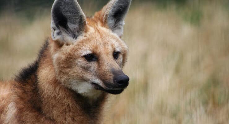 Maned wolf Stern