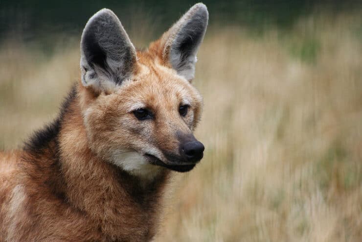 Maned wolf Stern