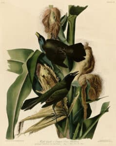 Audubon's blackbirds