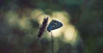 Butterfly Berry