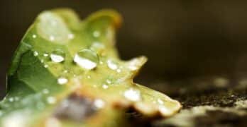 Drops on leaf Murphy