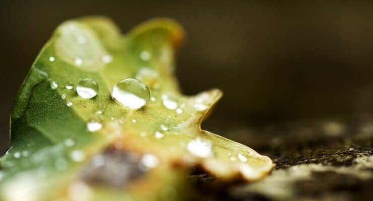Drops on leaf Murphy