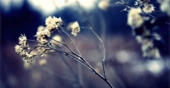 Dying flowers Foster
