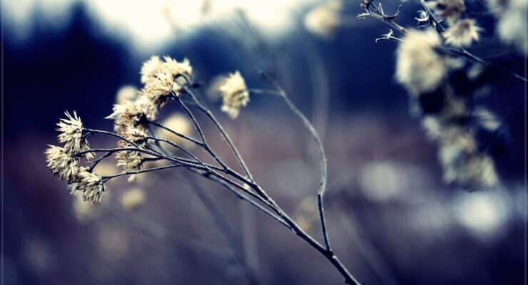 Dying flowers Foster