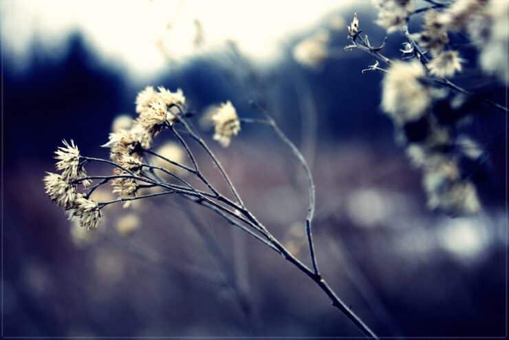 Dying flowers Foster