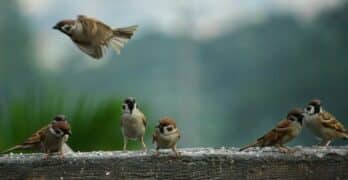 Poetry of birds carr armitage