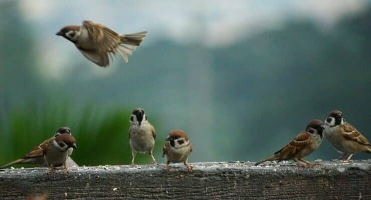 Poetry of birds carr armitage