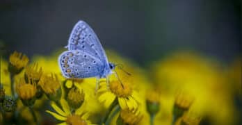 Butterfly on flowers Potos