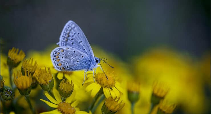 Butterfly on flowers Potos