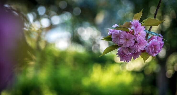Pink flowers Trozzolo
