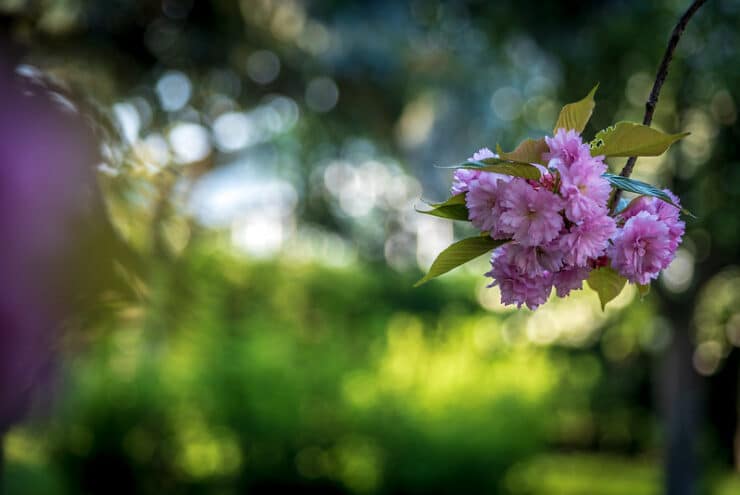 Pink flowers Trozzolo
