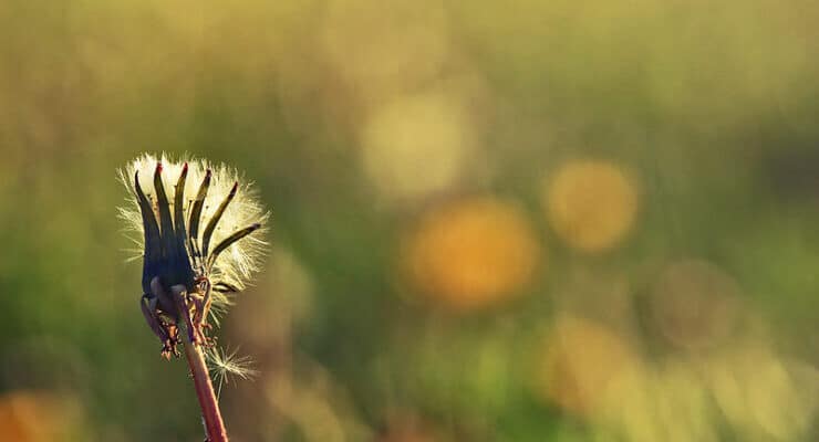Thistle Dralyuk