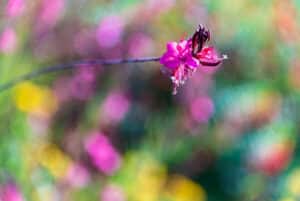 pink flower on bokeh