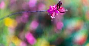 pink flower on bokeh