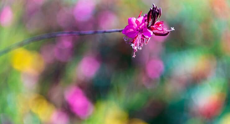pink flower on bokeh