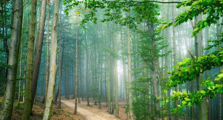 Foggy woods Pritchard