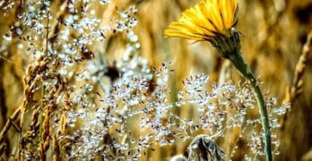Beach flower and dew Clark