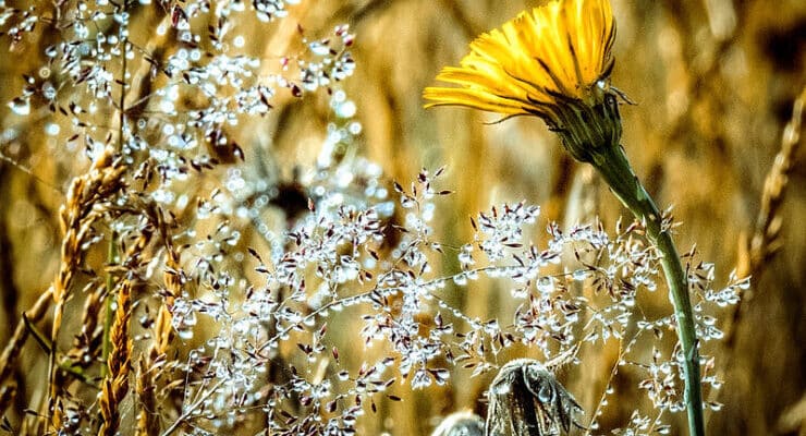 Beach flower and dew Clark
